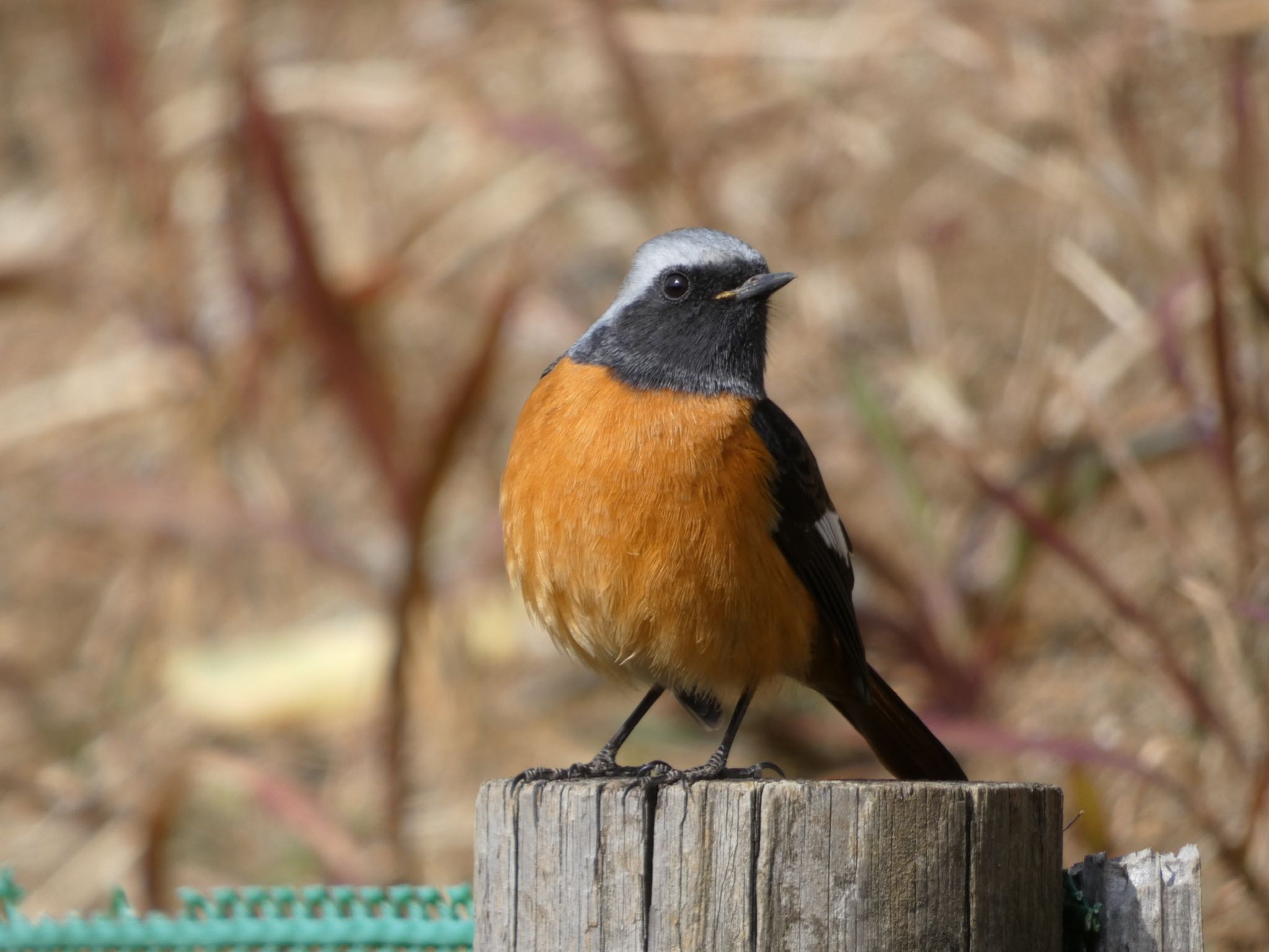 さいわい緑道(川崎市) ジョウビタキの写真 by yoshikichi