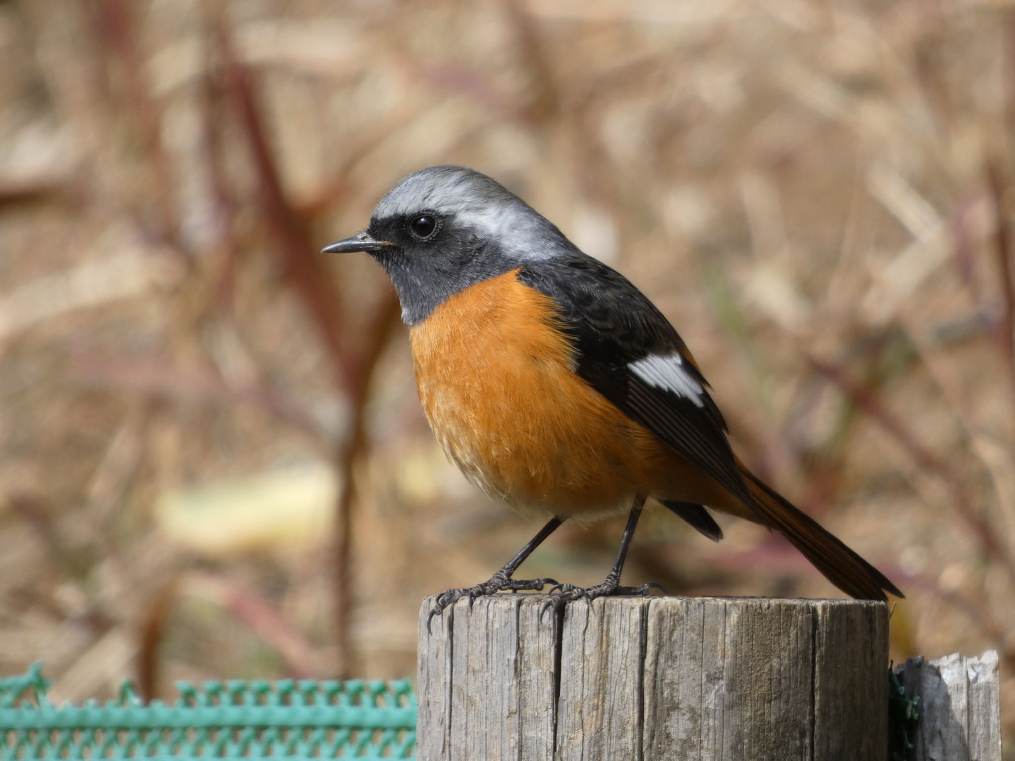 Photo of Daurian Redstart at さいわい緑道(川崎市) by yoshikichi