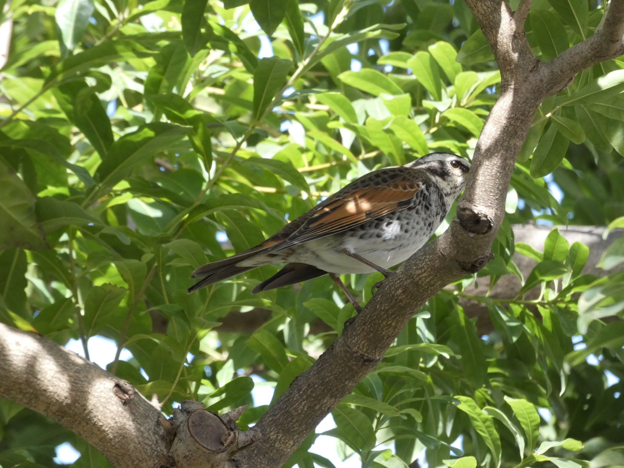 Photo of Dusky Thrush at さいわい緑道(川崎市) by yoshikichi