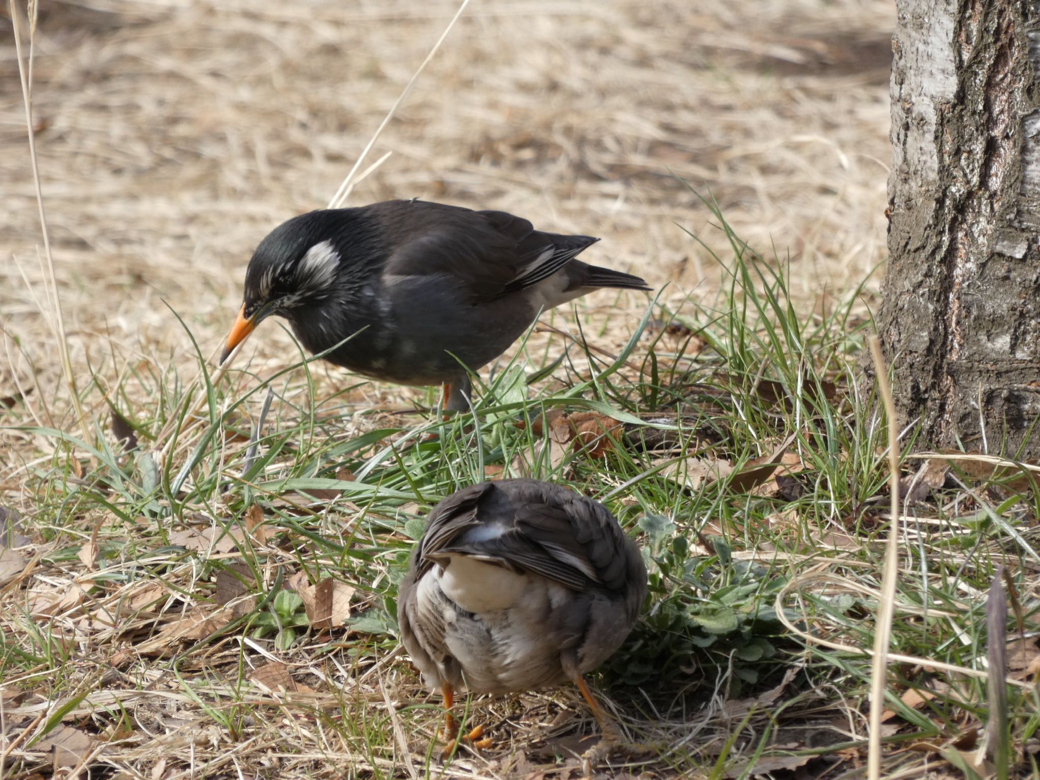 White-cheeked Starling