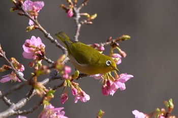 Warbling White-eye 東京都 Thu, 2/18/2021