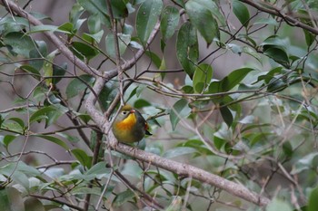 Red-billed Leiothrix 京都市宝ヶ池公園 Tue, 2/23/2021