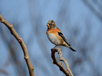 アトリ 愛知県 2017年1月21日(土)