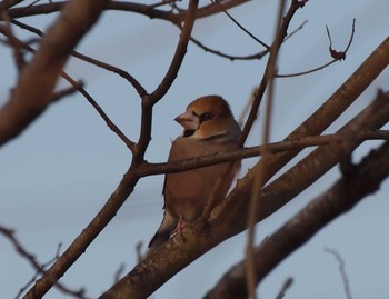 Hawfinch Asaba Biotope Sat, 2/27/2021