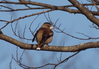 Hawfinch Asaba Biotope Sat, 2/27/2021