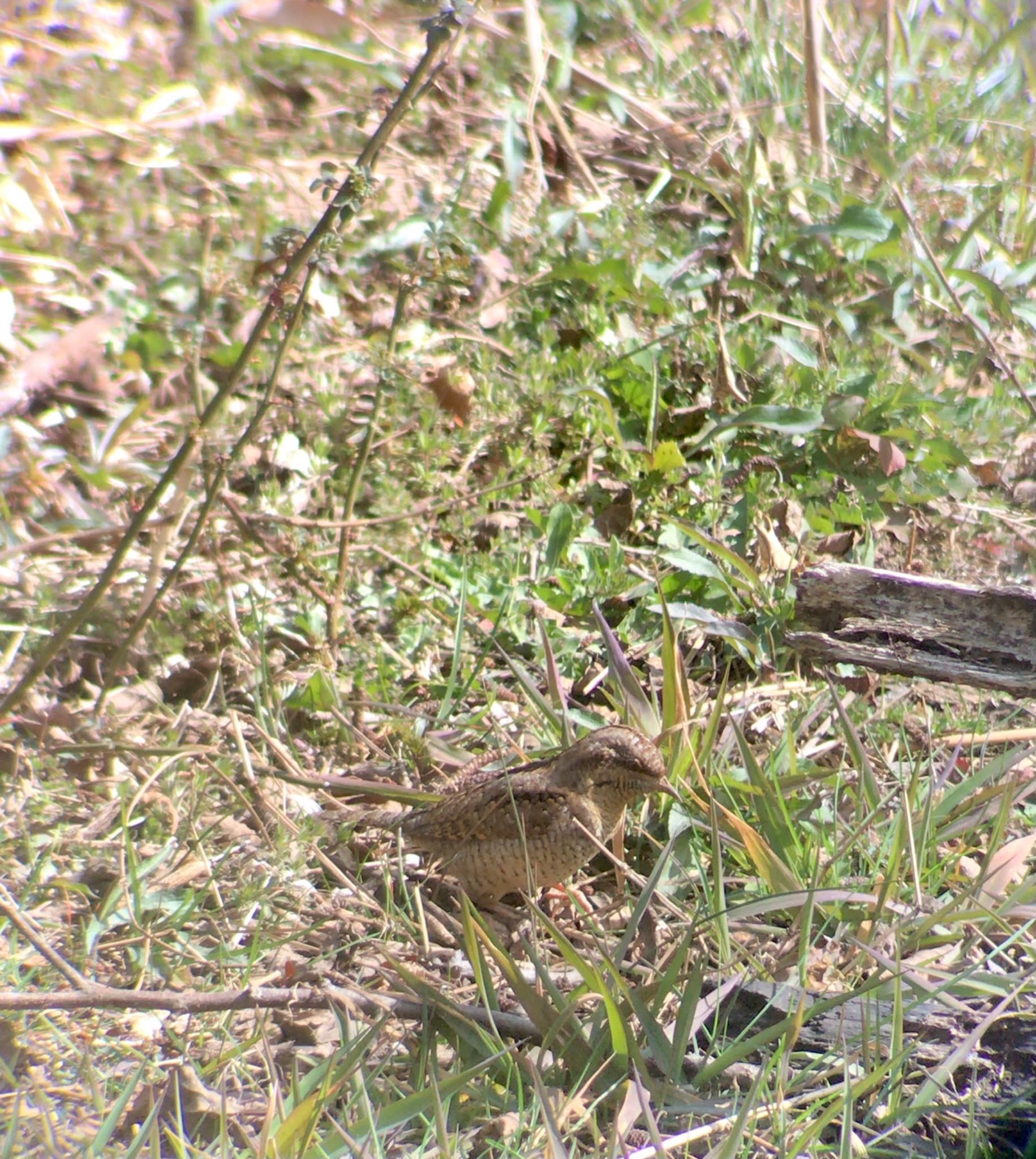 Eurasian Wryneck