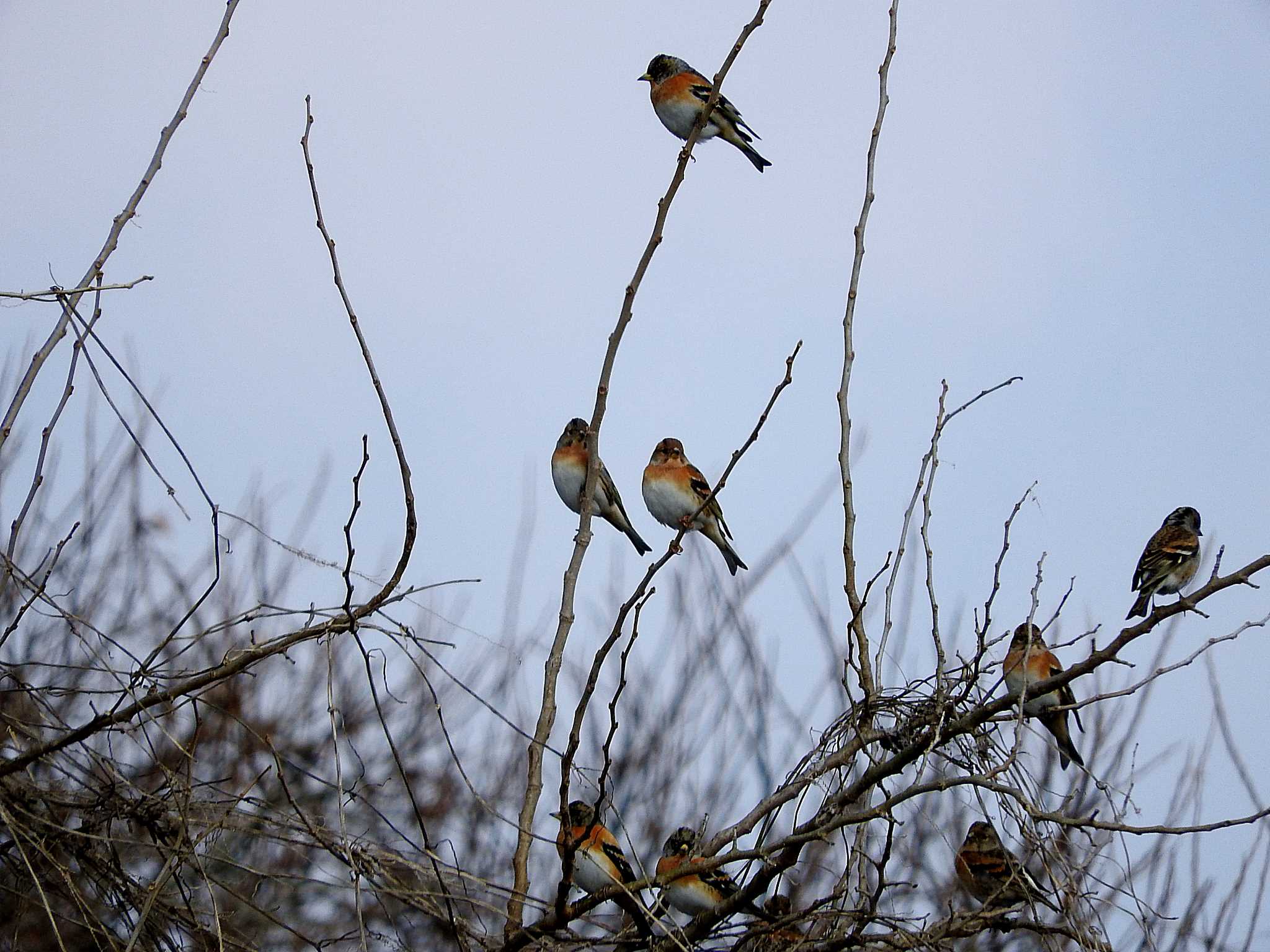 愛知県 アトリの写真