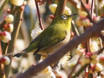 メジロ 豊橋総合動植物公園 2021年2月21日(日)