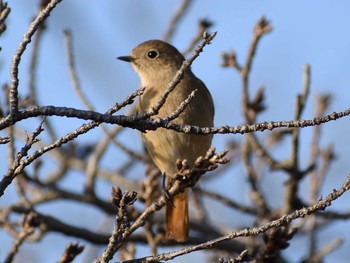 ジョウビタキ 内津川 2021年2月27日(土)