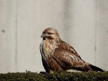 Eastern Buzzard 愛知県 Sun, 1/22/2017