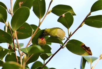 Warbling White-eye Machida Yakushiike Park Sat, 2/27/2021