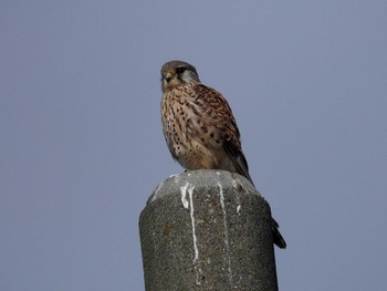 チョウゲンボウ 愛知県 2017年1月22日(日)