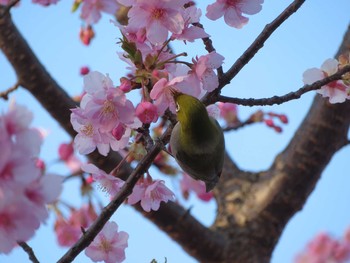 メジロ 奈良（佐保川） 2021年2月27日(土)