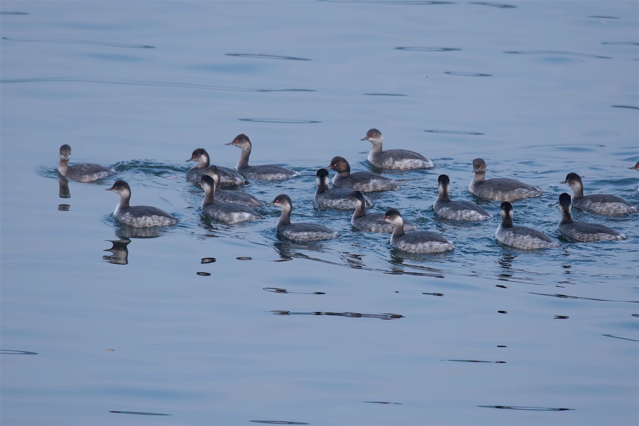 海鳥、水鳥はおもしろい！