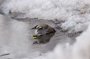 2021年2月27日(土) 戦場ヶ原の野鳥観察記録