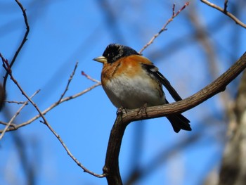 アトリ 西湖野鳥の森公園 2021年2月27日(土)