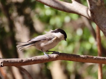 コガラ 西湖野鳥の森公園 2021年2月27日(土)