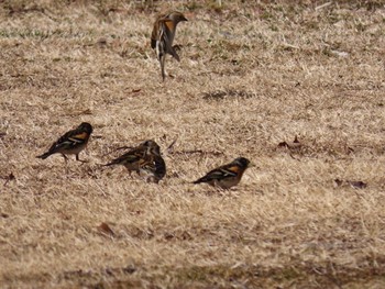 アトリ 西湖野鳥の森公園 2021年2月27日(土)