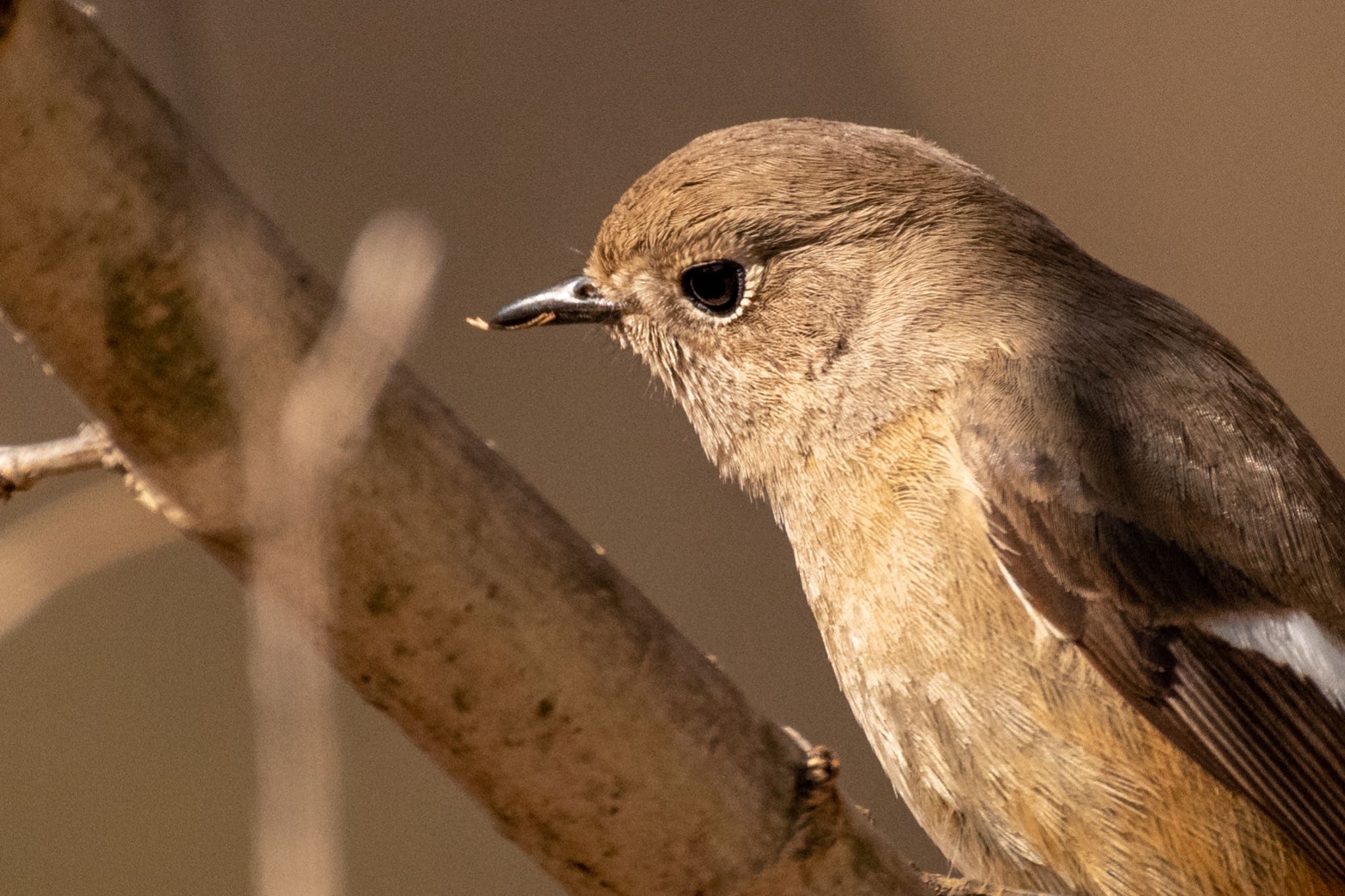 Daurian Redstart