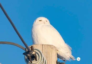 シロフクロウ カナダ、ケベック州 2021年2月26日(金)