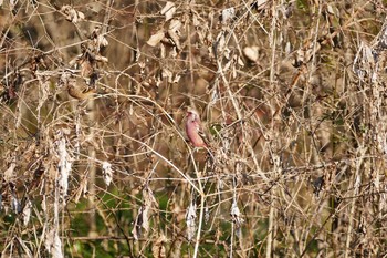 Siberian Long-tailed Rosefinch Asaba Biotope Sun, 1/22/2017