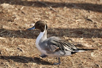 Northern Pintail 水戸市 Sat, 2/27/2021