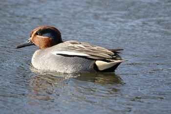 Eurasian Teal 水戸市 Sat, 2/27/2021