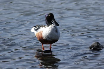 Northern Shoveler 水戸市 Sat, 2/27/2021