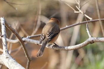 Bull-headed Shrike 平谷川 Sat, 2/27/2021