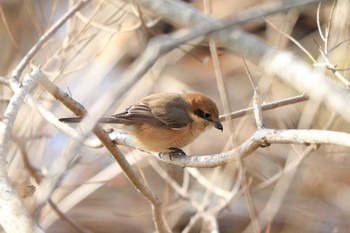 Bull-headed Shrike 平谷川 Sat, 2/27/2021