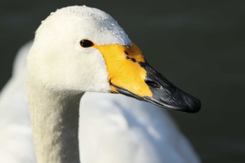 Whooper Swan 水戸市 Sat, 2/27/2021