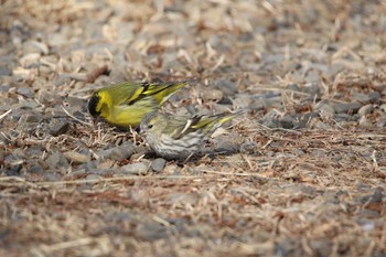 Eurasian Siskin 水戸市 Sat, 2/27/2021