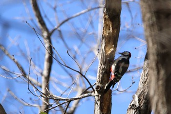 Great Spotted Woodpecker 水戸市 Sat, 2/27/2021