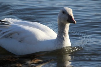 Snow Goose 水戸市 Sat, 2/27/2021