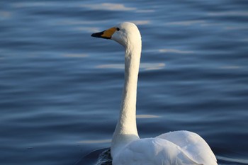 Whooper Swan 水戸市 Sat, 2/27/2021