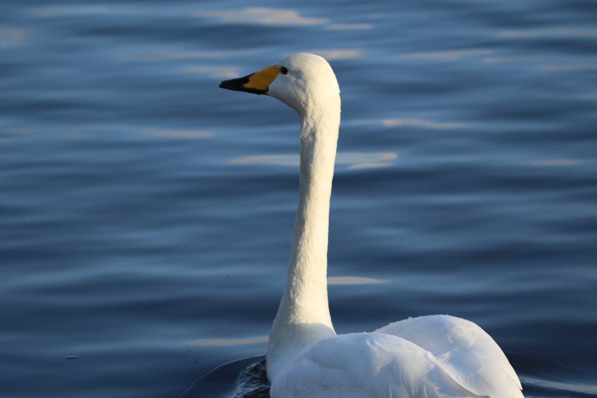 Photo of Whooper Swan at 水戸市 by くる?EWI&FS✈️