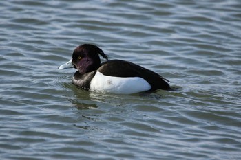 Tufted Duck 水戸市 Sat, 2/27/2021