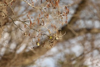 マヒワ 水戸市 2021年2月27日(土)