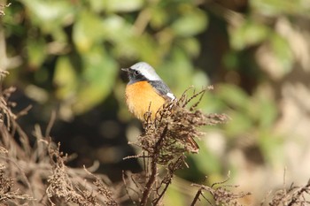 Daurian Redstart 水戸市 Sat, 2/27/2021