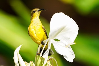2021年2月27日(土) シンガポール植物園の野鳥観察記録