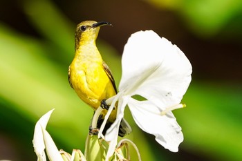 キバラタイヨウチョウ シンガポール植物園 2021年2月27日(土)