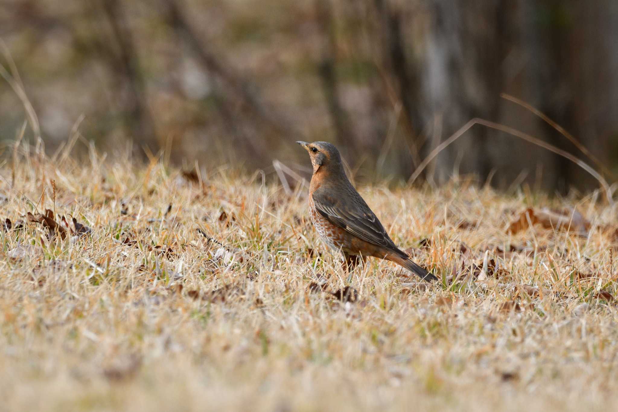 Naumann's Thrush