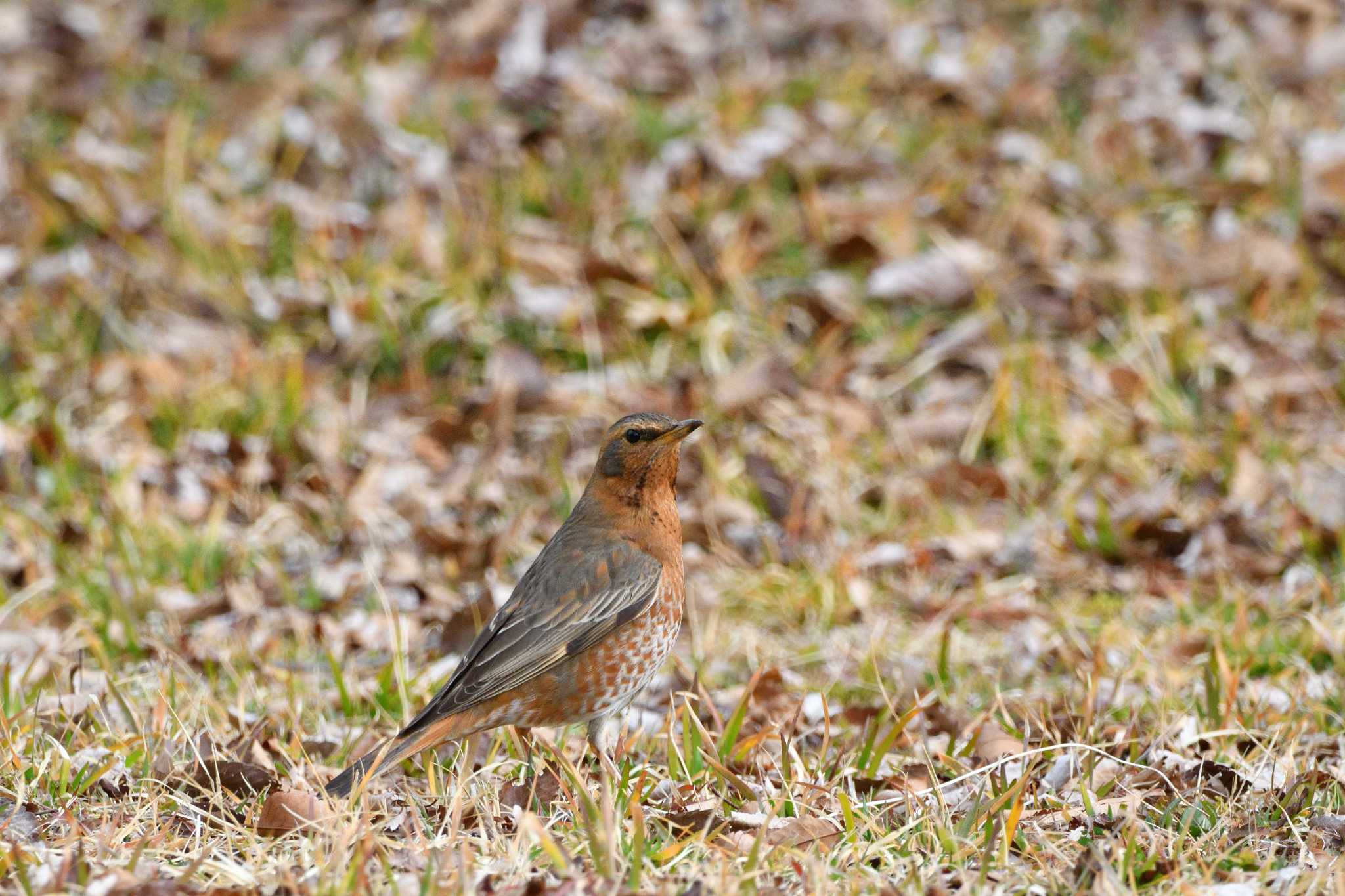 Naumann's Thrush