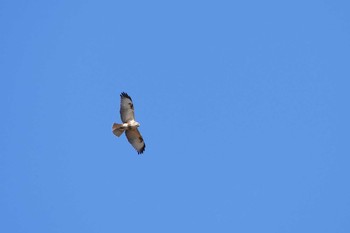 Eastern Buzzard Asaba Biotope Sun, 1/22/2017