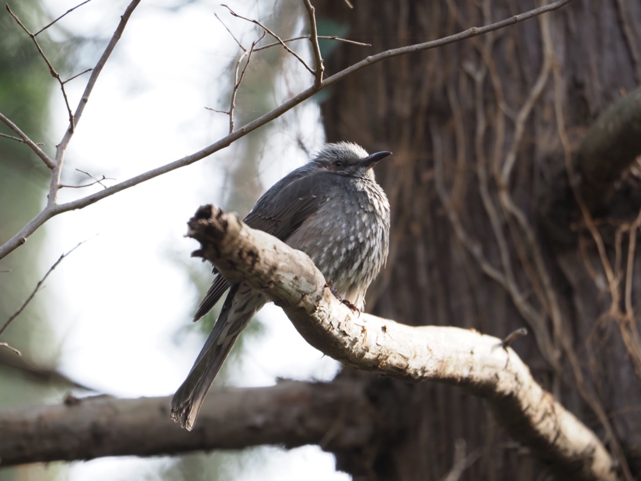 Brown-eared Bulbul