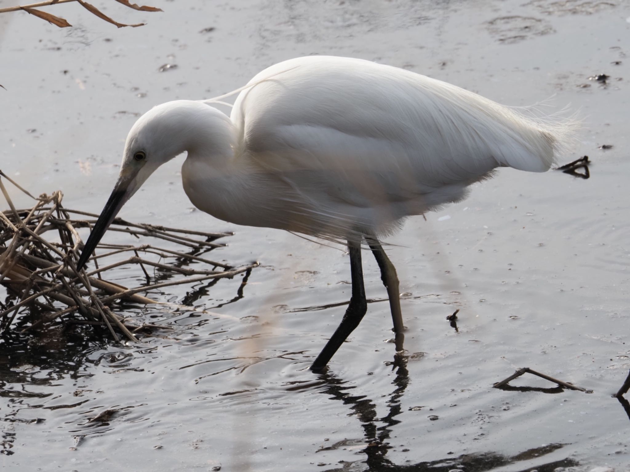 Photo of Little Egret at 泉の森公園 by メメタァ