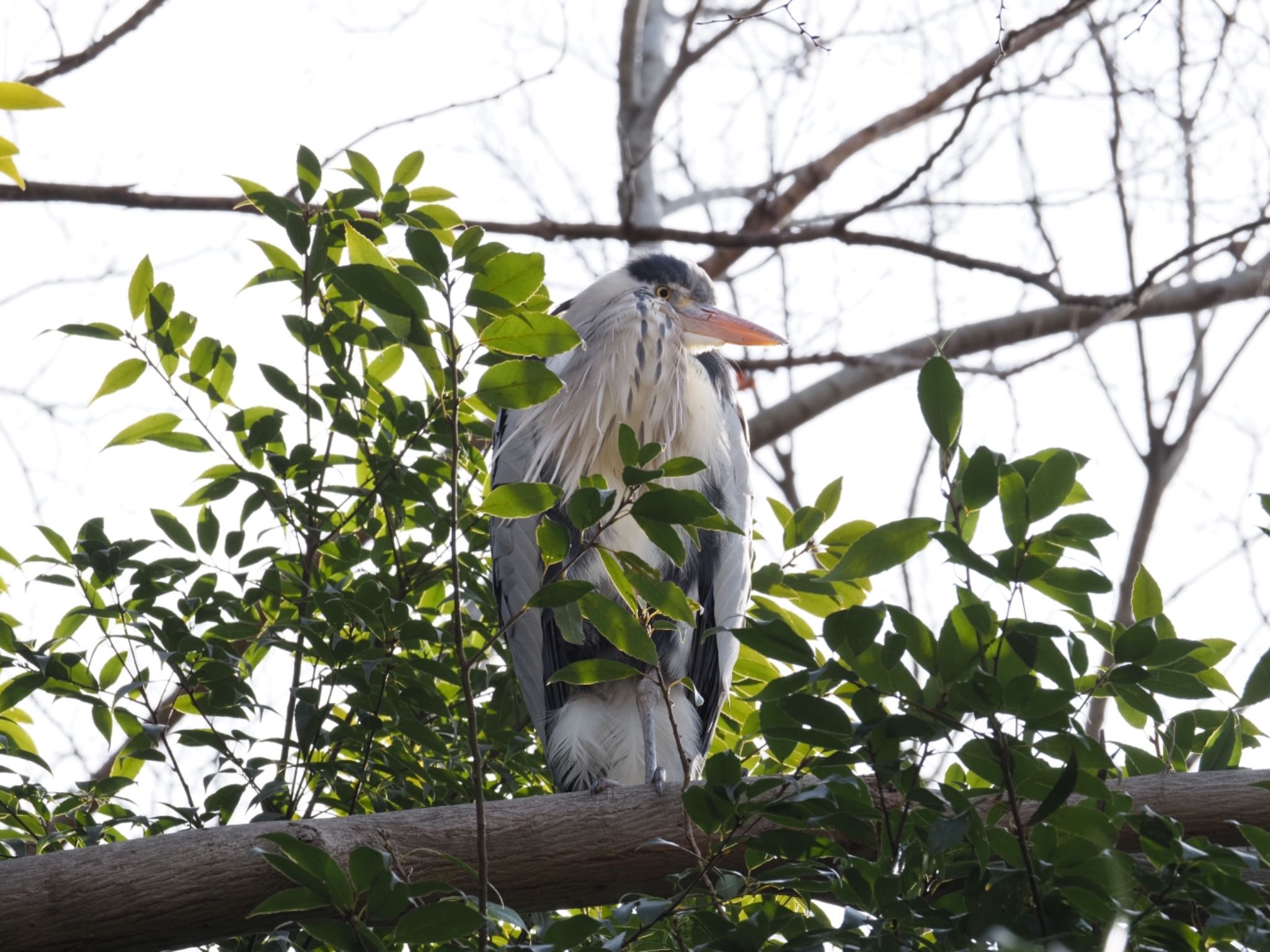 Photo of Grey Heron at 泉の森公園 by メメタァ