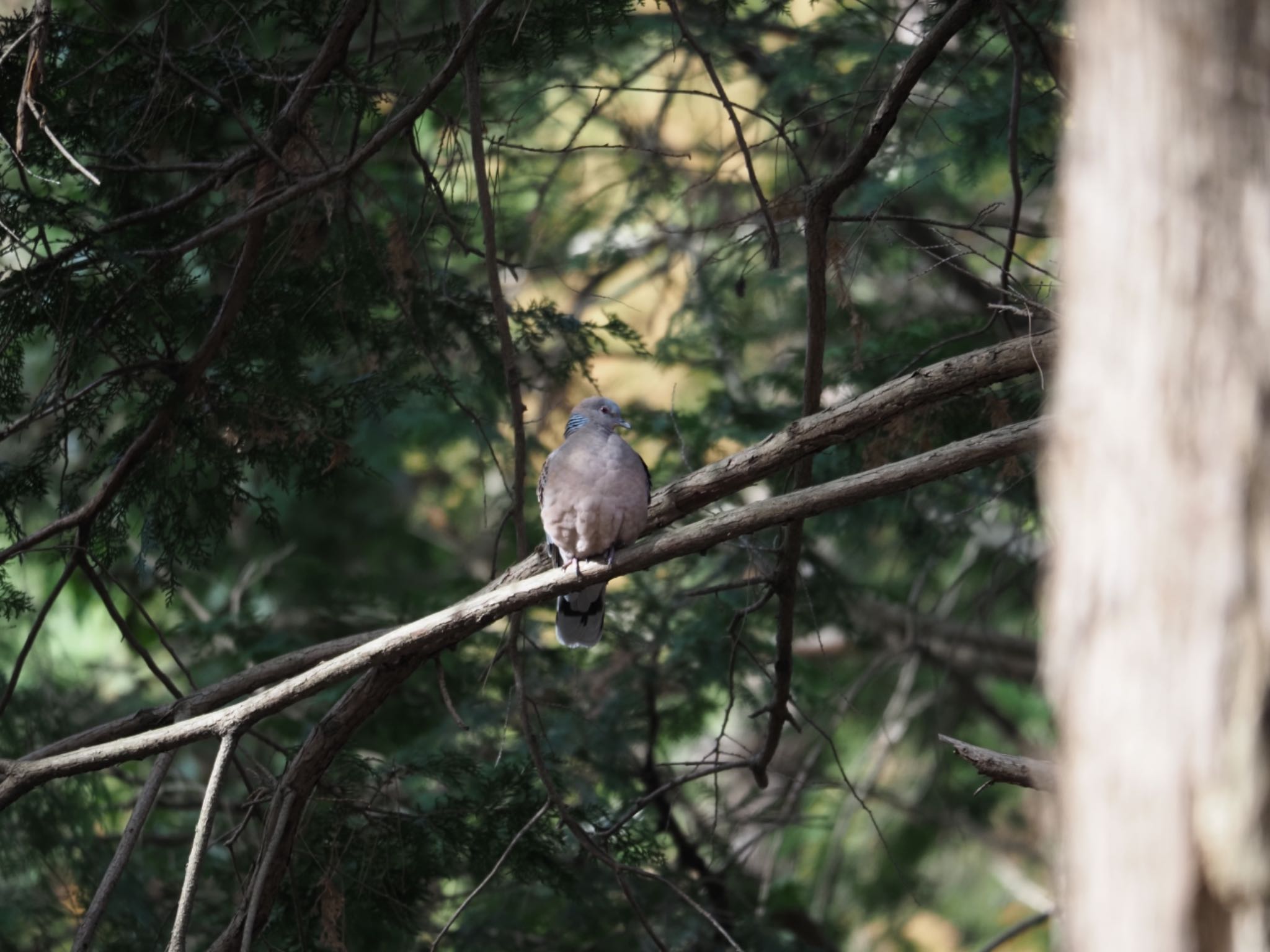 Photo of Oriental Turtle Dove at 泉の森公園 by メメタァ