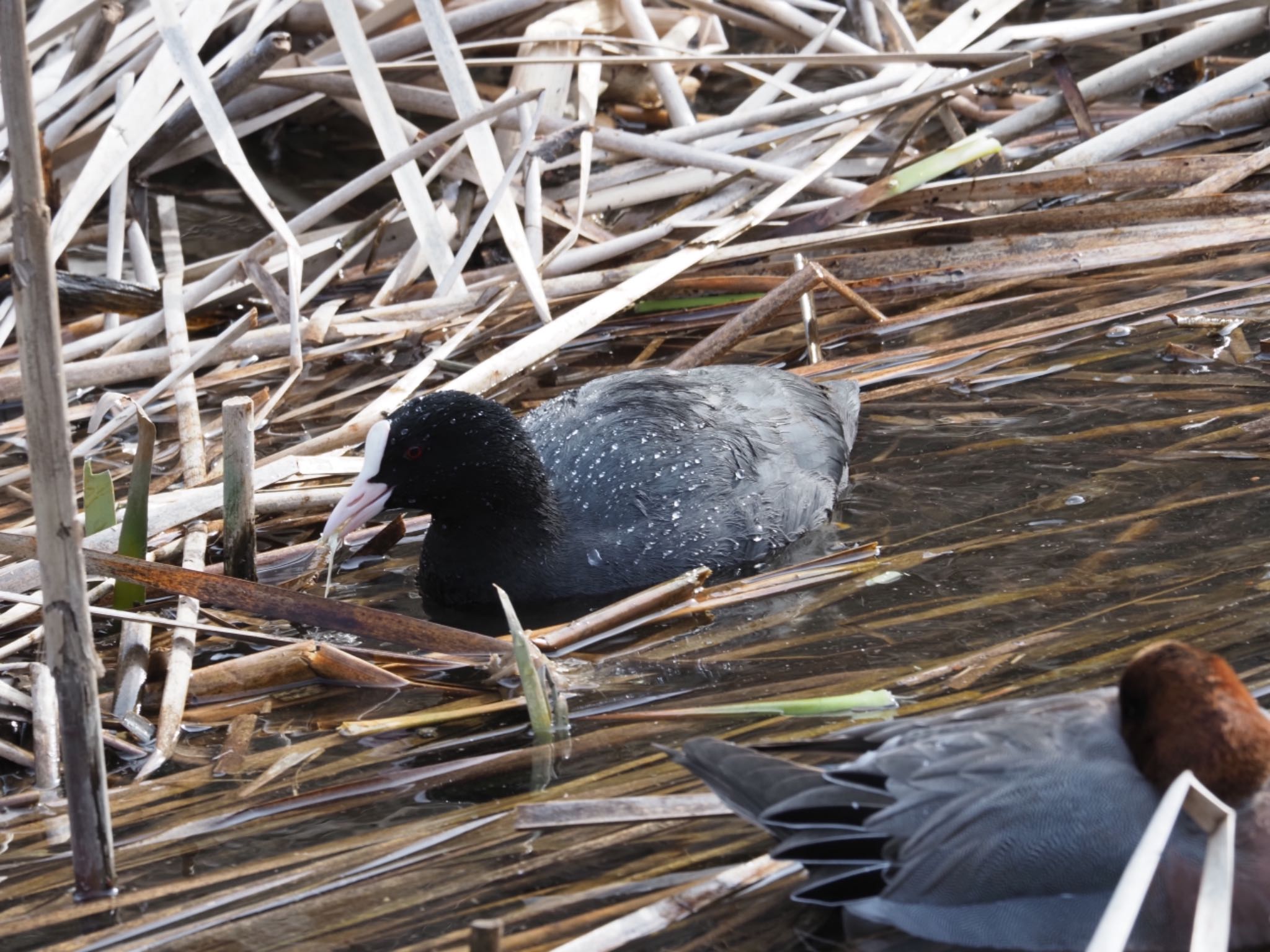 Photo of Eurasian Coot at 泉の森公園 by メメタァ