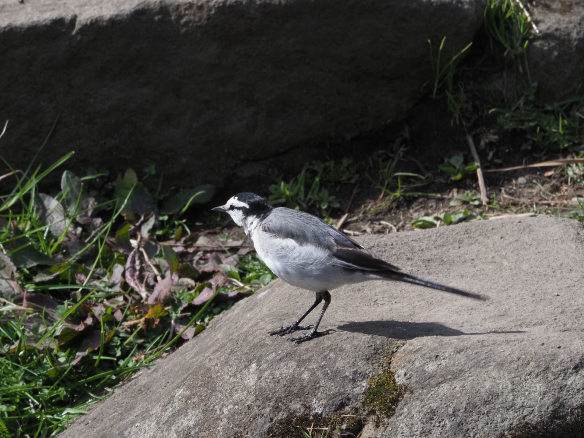 Photo of White Wagtail at 泉の森公園 by メメタァ